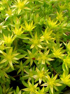 Stringy Stonecrop