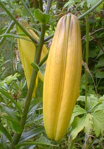 Tiger Lily bud