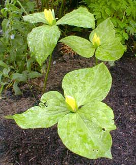 Yellow Trillium