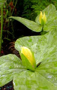 Yellow Trillium