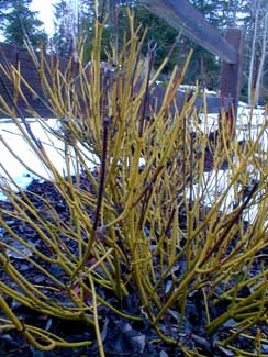 Dogwood