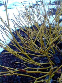 Yellowtwig Dogwood