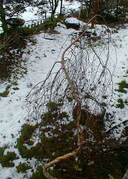 Weeping Birch