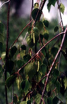 Young's Birch's May fruit