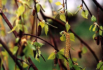 Young's Birch's Spring Blossoming