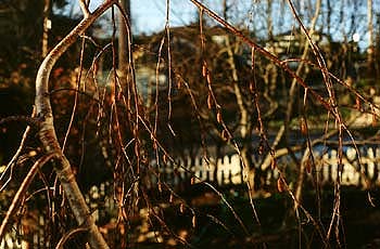 Young's Birch in December