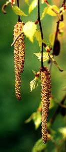 Male Flowers
