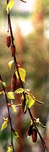 Female Flowers