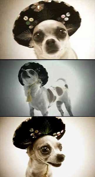 Empire of the Chihuahua: Movies