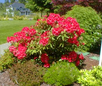Paghat's Garden: Rhododendron 'Vulcan'